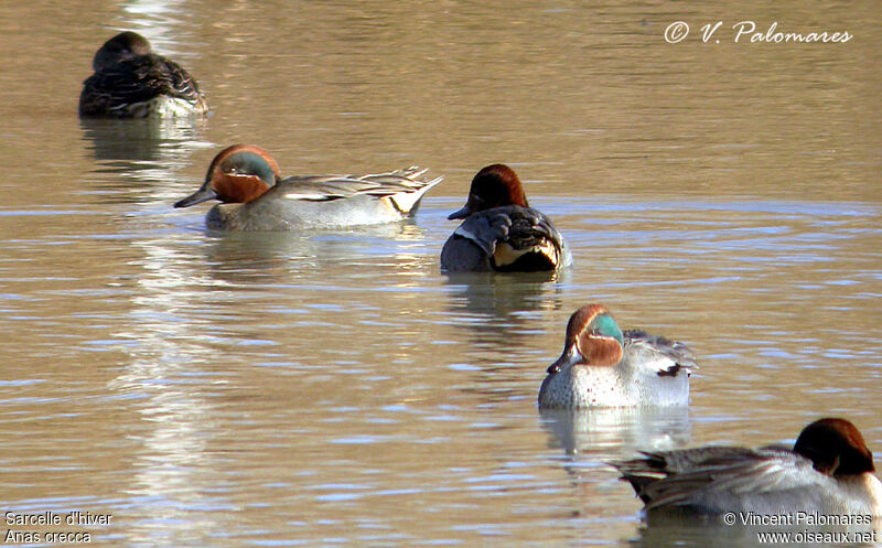 Eurasian Teal