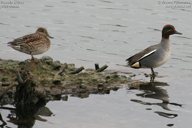 Eurasian Teal