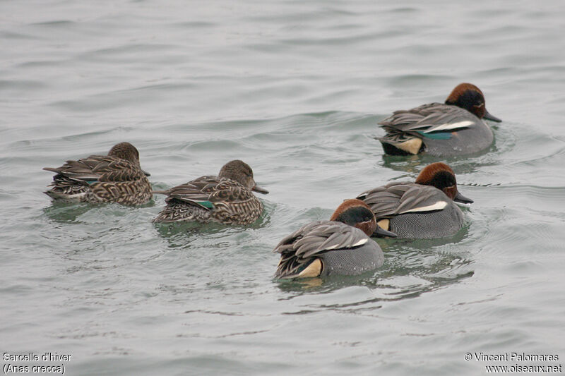 Eurasian Teal