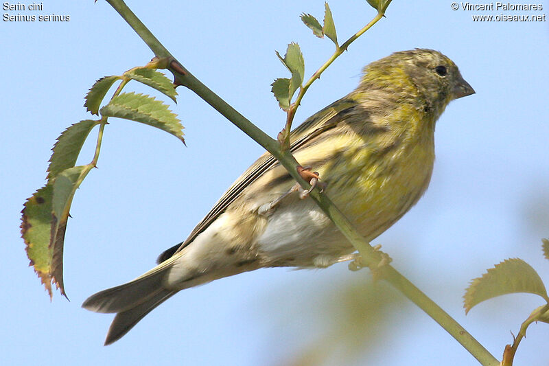 European Serin