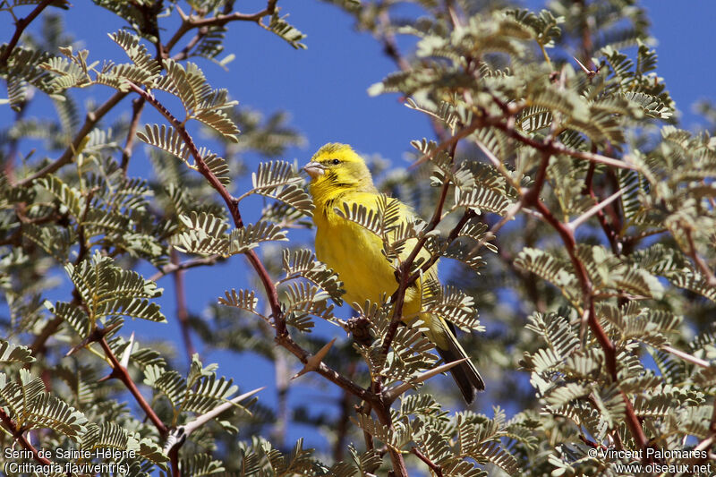 Serin de Sainte-Hélène