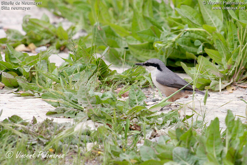 Western Rock Nuthatchadult