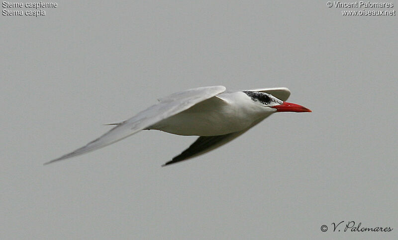 Caspian Tern