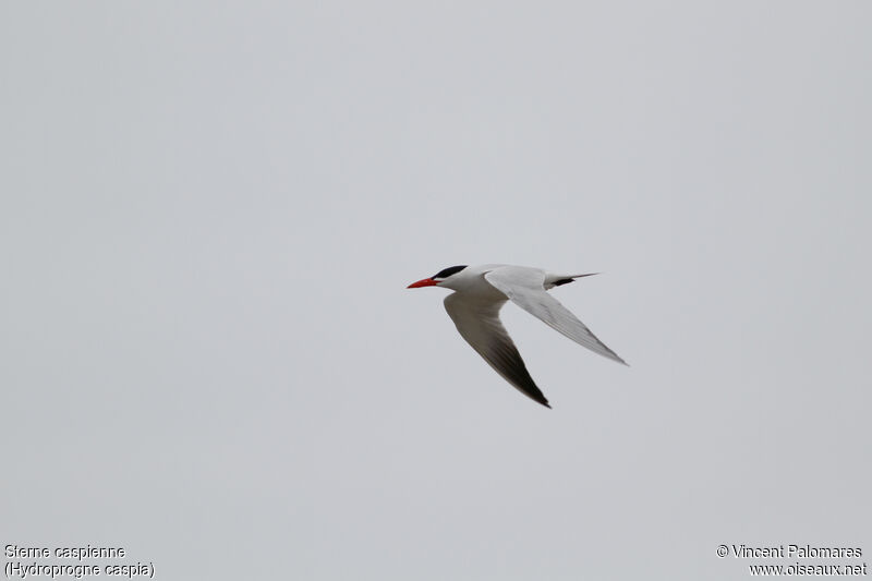 Caspian Tern