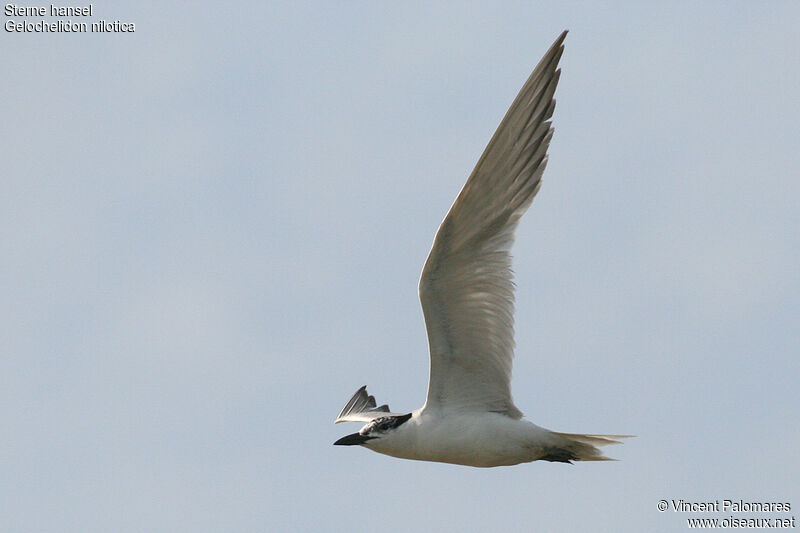 Gull-billed Tern