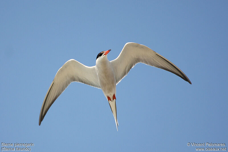 Common Ternadult breeding