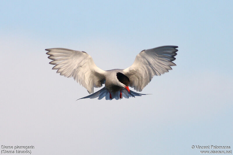 Common Tern