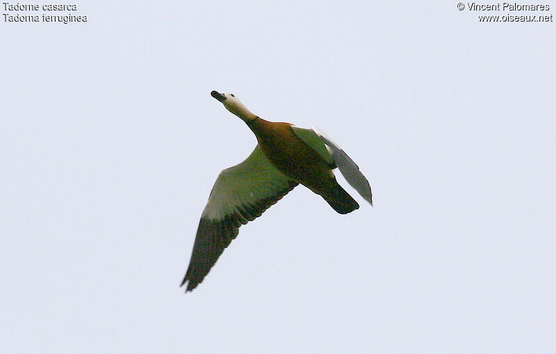 Ruddy Shelduck