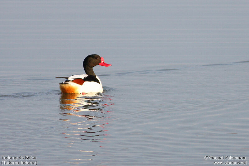 Common Shelduck male