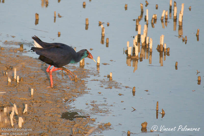 Western Swamphenadult, habitat, pigmentation, feeding habits