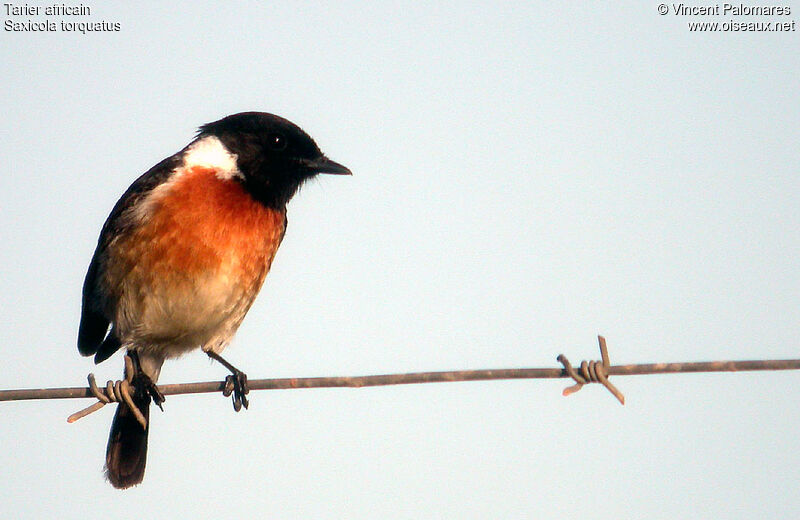 African Stonechat