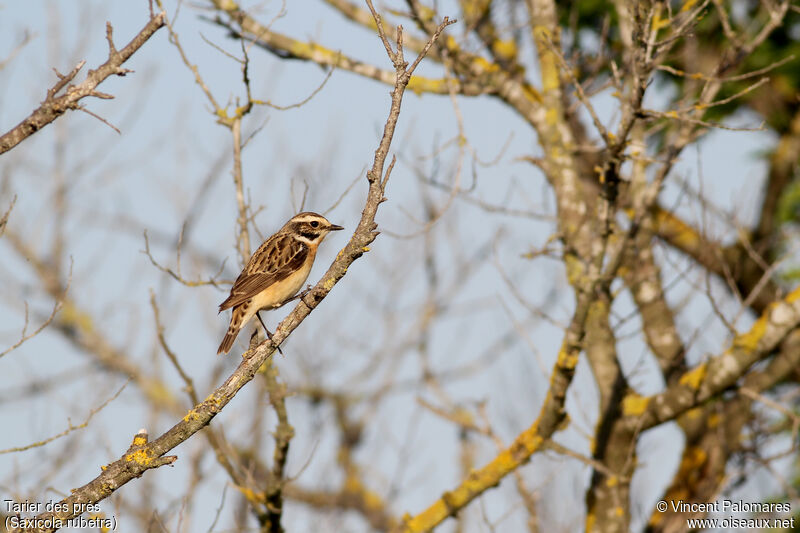 Whinchat