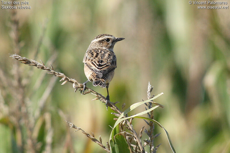 Whinchat