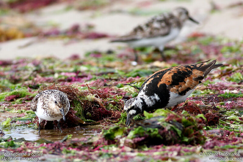 Ruddy Turnstone