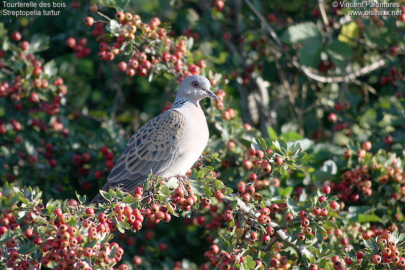 European Turtle Dove