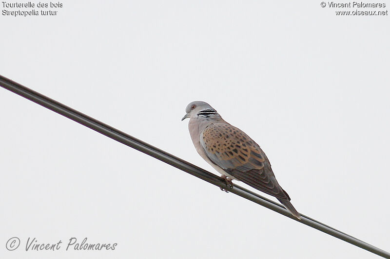 European Turtle Dove male adult, song