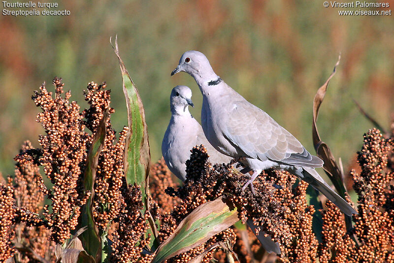 Eurasian Collared Dove