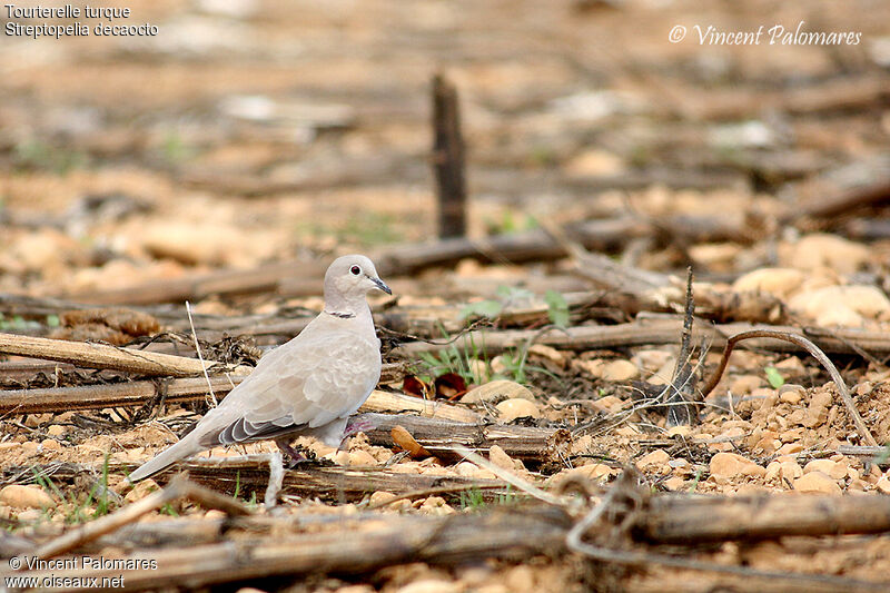 Eurasian Collared Dove