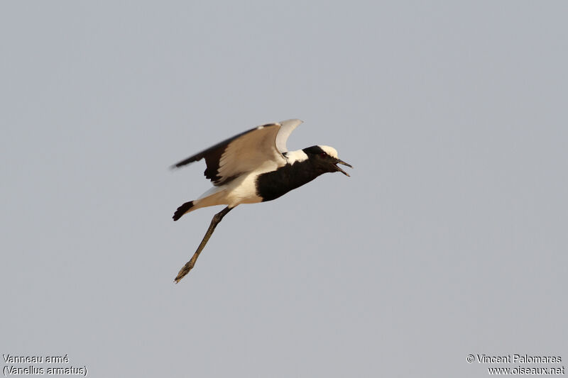 Blacksmith Lapwing