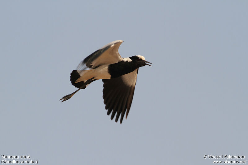 Blacksmith Lapwing