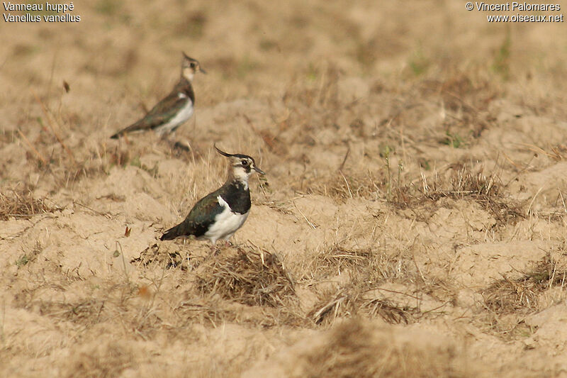 Northern Lapwing