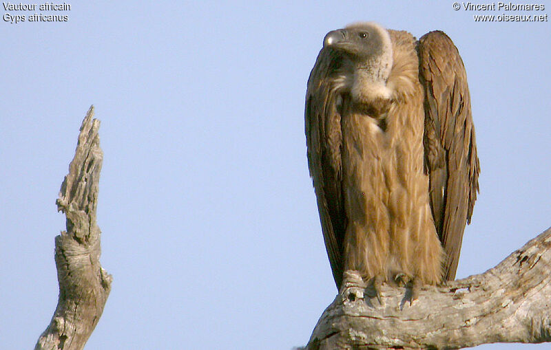 White-backed Vulture