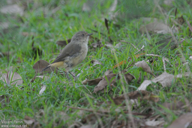 Buff-rumped Thornbilladult, habitat, pigmentation