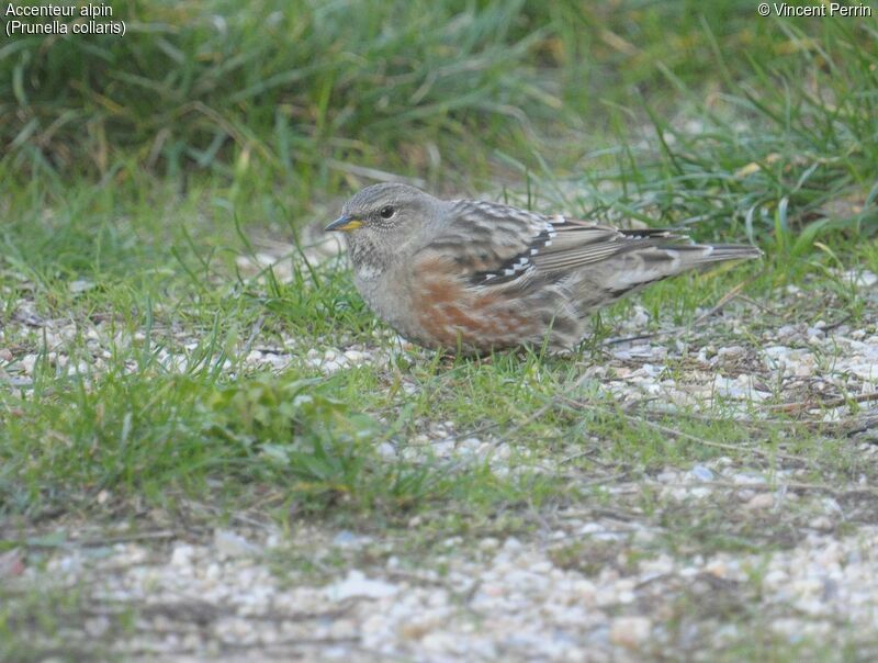 Alpine Accentor