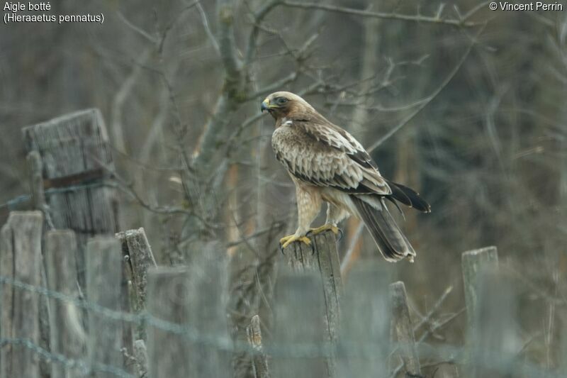 Aigle botté2ème année, identification