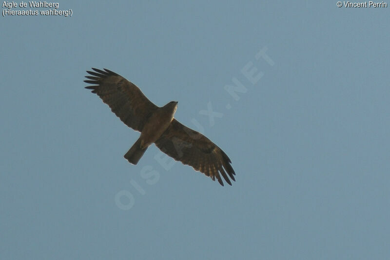 Aigle de Wahlberg