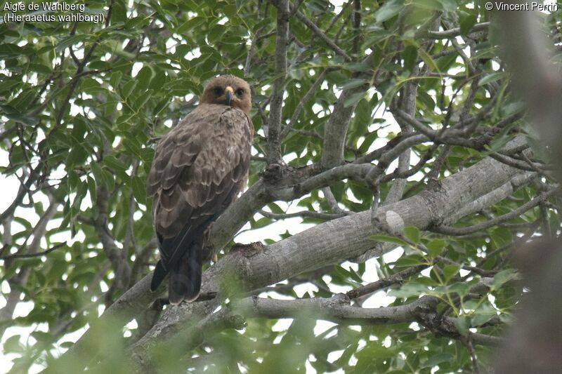 Aigle de Wahlberg, portrait