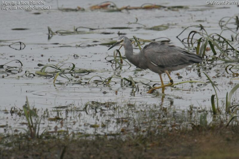 White-faced Heron