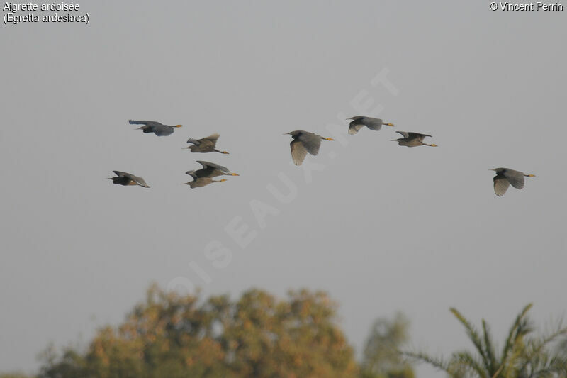 Aigrette ardoisée