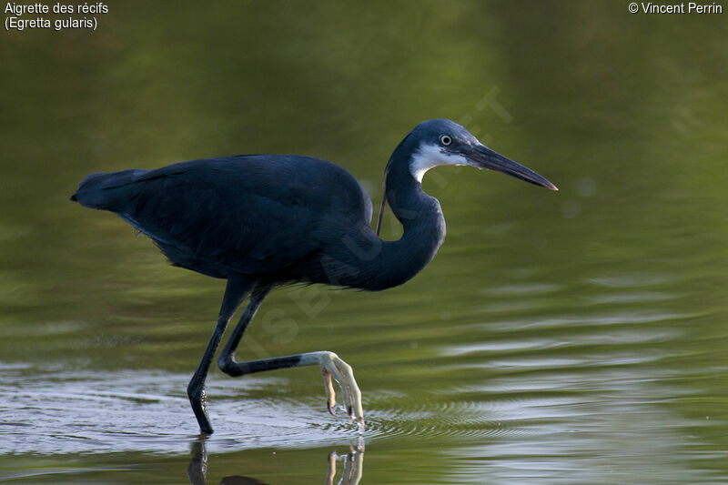 Aigrette des récifs