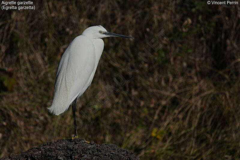 Aigrette garzette