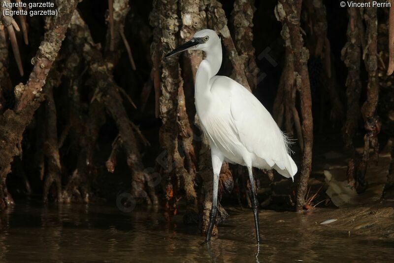 Aigrette garzette