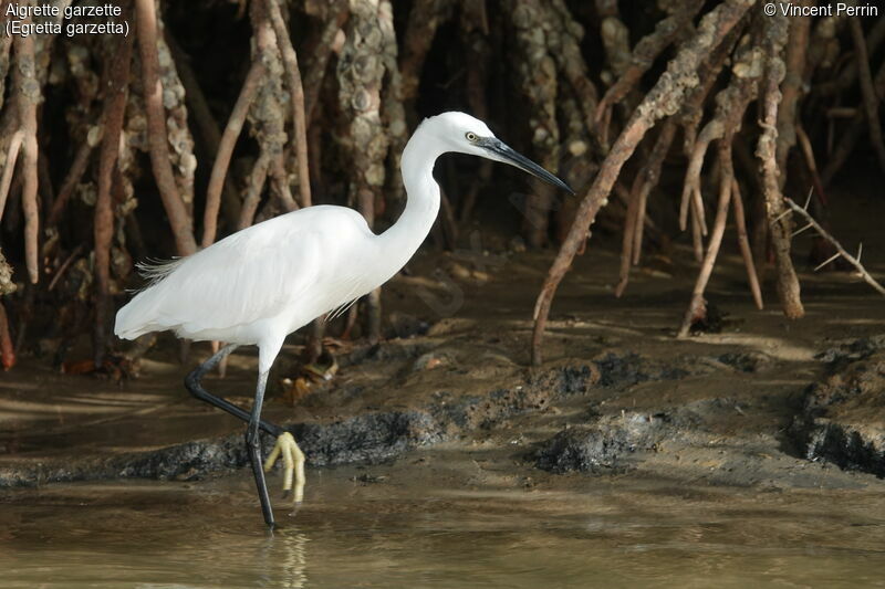 Aigrette garzette