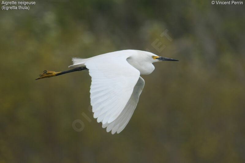 Aigrette neigeuseadulte