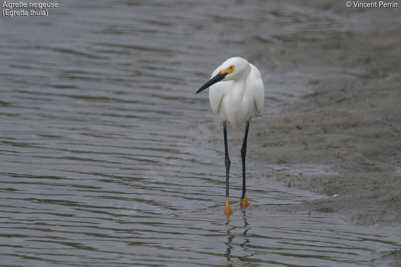 Snowy Egretadult