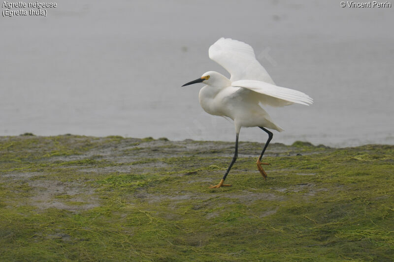 Aigrette neigeuse