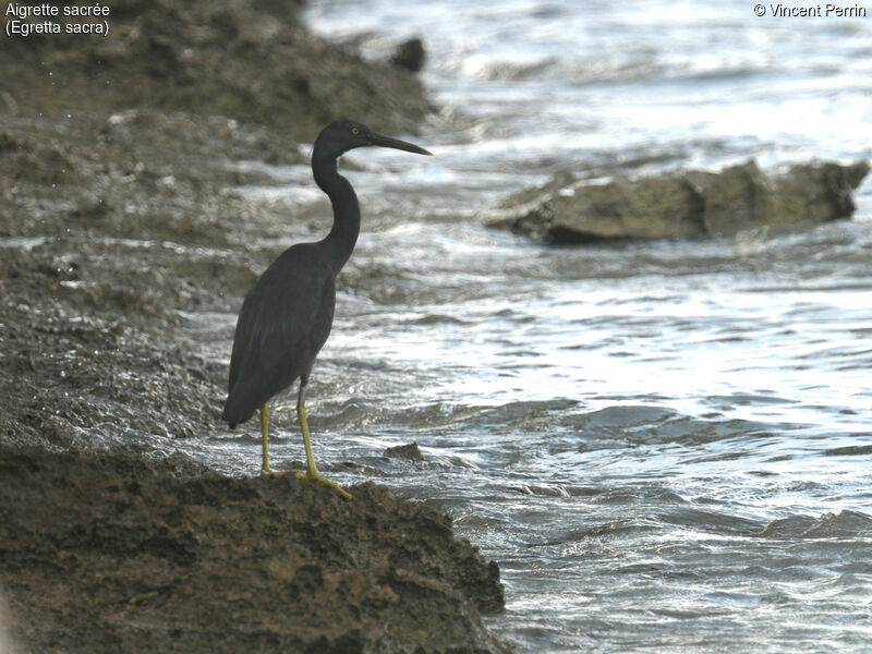 Aigrette sacrée