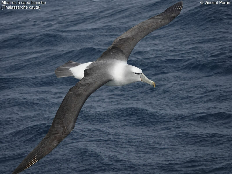 Shy Albatross