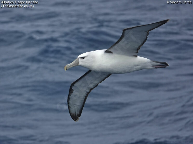 Albatros à cape blanche