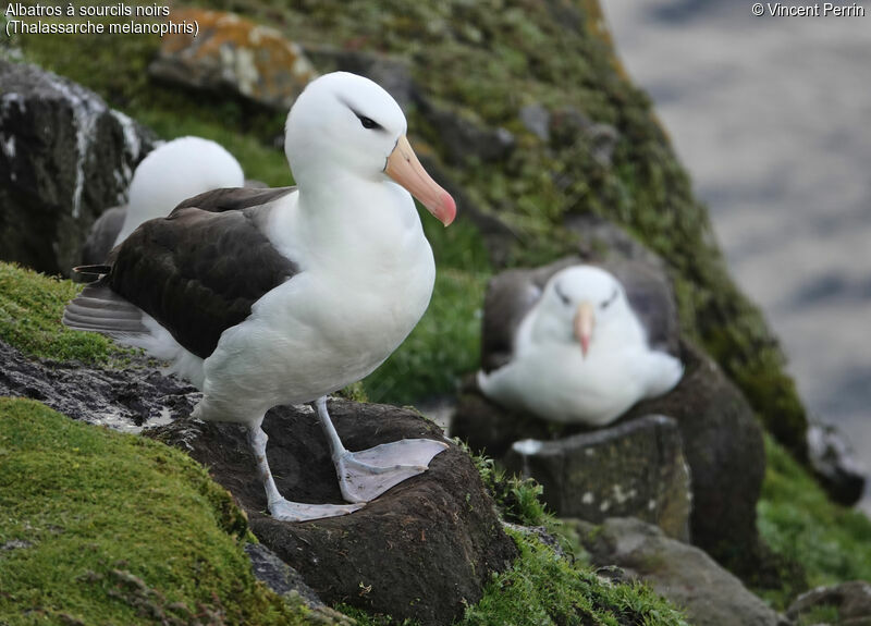 Albatros à sourcils noirs