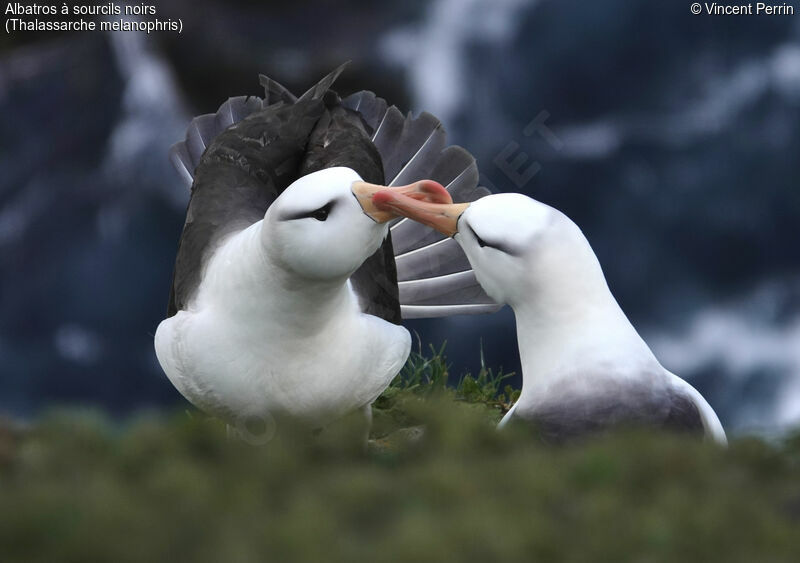 Black-browed Albatross