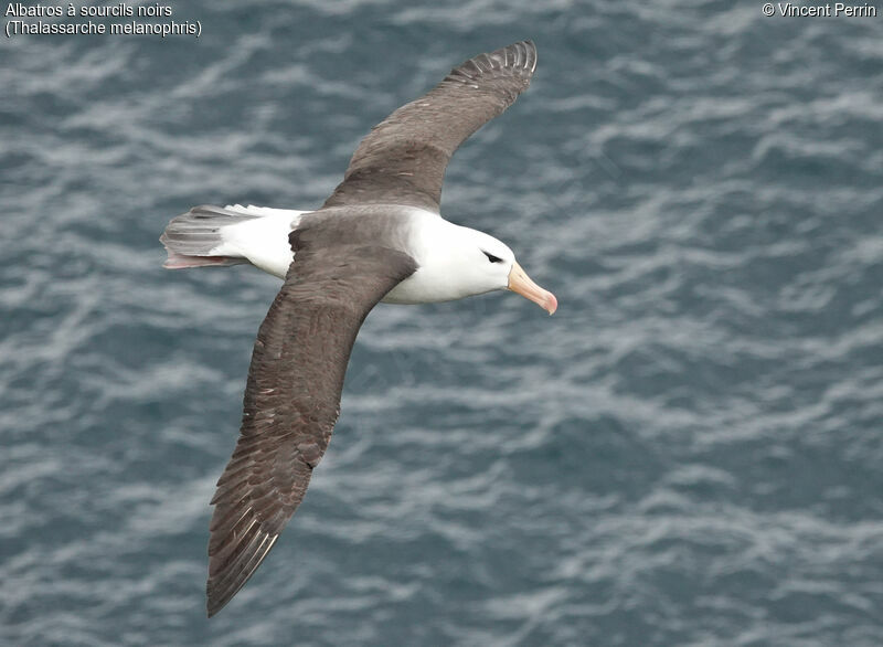 Albatros à sourcils noirs