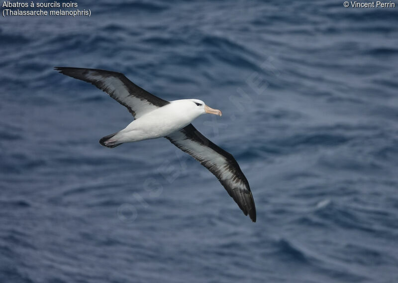 Albatros à sourcils noirs