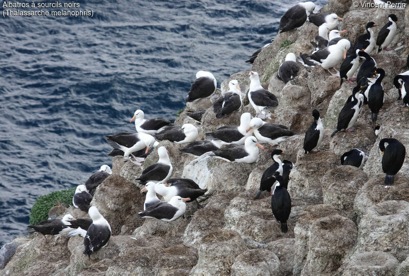 Black-browed Albatross