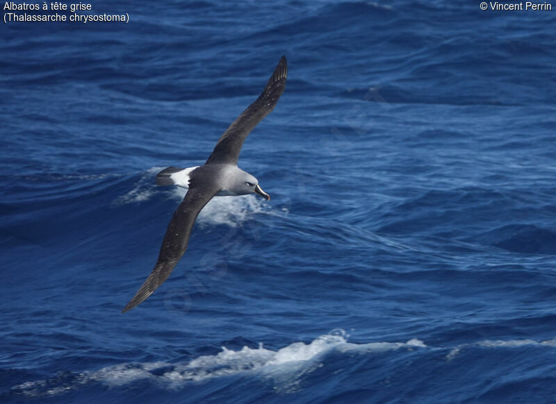 Albatros à tête griseadulte, Vol