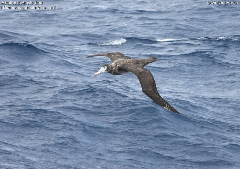 Amsterdam Albatross